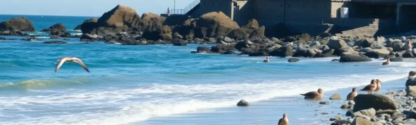 Seabirds in Distress in Huntington Beach: Community Needed