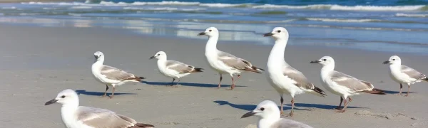 Huntington Beach Seabird Health Crisis Linked to Algal Bloom
