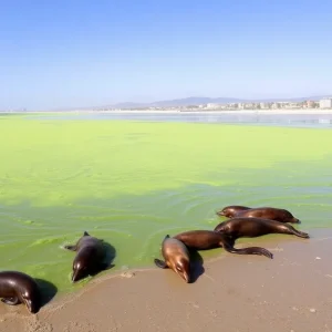 Coastline affected by toxic algae bloom with marine animals in distress