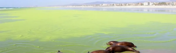Southern California Faces Heartbreaking Marine Crisis